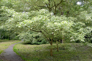 Maple ash-leaved silvery and motley (Acer negundo L.) in the park