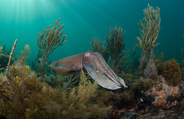 Wall Mural - Cuttlefish fight to mate