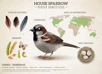 Wall Mural - Sparrow Population Infographic Composition