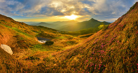 Wall Mural - panoramic view of evening highland with mountain rhododendron