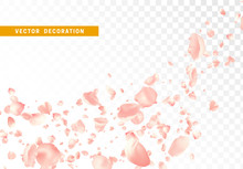 Pink Flower Petals Are Flying Circling Isolated On Transparent Background