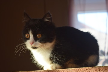 Sticker - Homemade fluffy cat on top of the wardrobe watching