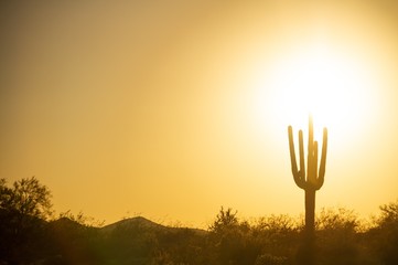 Wall Mural - The sun setting over the desert under a cloudless sky with a saguaro cactus in the foreground.