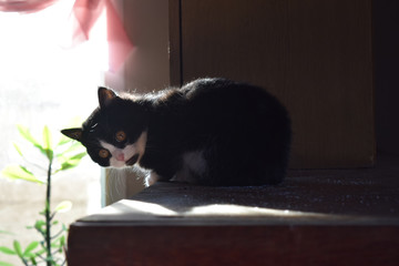 Sticker - Homemade fluffy cat on top of the wardrobe watching