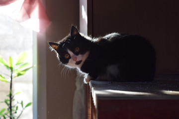 Sticker - Homemade fluffy cat on top of the wardrobe watching