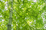 Fototapeta Dziecięca - bamboo nature plant