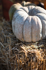 large blue textured pumpkin sitting on haystack at the pumpkin patch