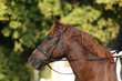 © acceptfoto - Portrait of a young horse in summer outside at rural dressage center