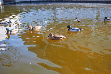 Ducks swim in the water. Drake swims in the lake. Many ducks swim in the city pond. Bird with bright multi-colored feathers. Duck with a beautiful color floats on water.