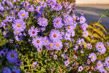 New York aster. Flowers asters grow in a city park. Bushes asters in autumn. Purple bushes of flowers. Bright purple flowers on a sunny day. Symphyotrichum novi-belgii.