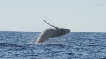 17% slow motion of a humpback whale in a near vertical breach at merimbula on thenew south wales sou
