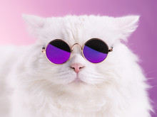 Close Portrait Of White Furry Cat In Fashion Sunglasses. Studio Photo. Luxurious Domestic Kitty In Glasses Poses On Pink Background Wall