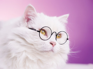 Poster - Domestic soigne scientist cat poses on pink background wall. Close portrait of fluffy kitten in transparent round glasses. Education, science, knowledge concept.