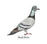 Fototapeta Młodzieżowe - Pigeon or rock dove in realistic style