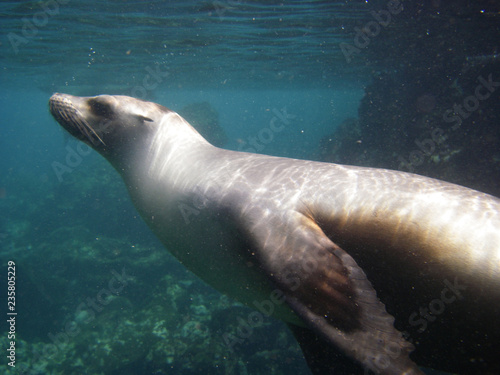 Photo Playful seal swimming underwater on Floreana, Galapagos Islands
