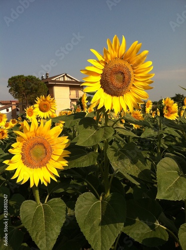 Sunflower Flower Field Yellow Nature Summer Sunflowers