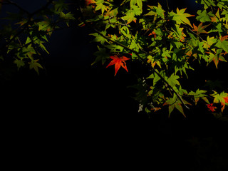 Wall Mural - Tofukuji  is a large Zen temple in southeastMaple chaing colorern Kyoto that is particularly famous for its spectacular autumn colors.