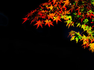 Wall Mural - Tofukuji  is a large Zen temple in southeastMaple chaing colorern Kyoto that is particularly famous for its spectacular autumn colors.