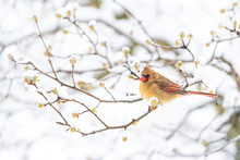 Side Closeup Of Fluffed, Puffed Up Orange, Red Female Cardinal Bird, Looking, Perched On Sakura, Cherry Tree Branch, Covered In Falling Snow With Buds, Heavy Snowing, Snowstorm, Storm, Virginia