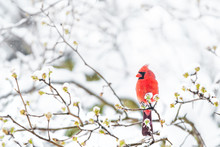 Closeup Of Fluffed, Puffed Up Red Male Cardinal Bird, Looking, Perched On Sakura, Cherry Tree Branch, Covered In Falling Snow With Buds, Heavy Snowing, Cold Snowstorm, Storm, Virginia