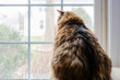 © Andriy Blokhin - Behind, back closeup of large, overweight, fat female maine coon calico cat sitting inside, indoors, indoor, house, home room windowsill, sill, looking out, through window, outside, bird watching