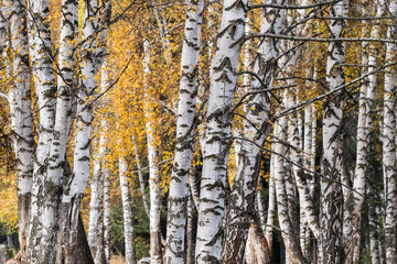 Wall Mural - white birch woods in autumn