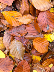 Wall Mural - autumn leaves background