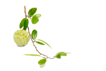 Wall Mural - Custard apple isolated on white background Famous Asian noni fruit