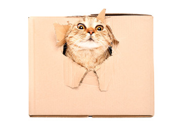 Funny cat Scottish Strait looks out of a torn hole in a box