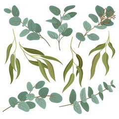 Collection of twigs with fresh green leaves, floral design elements vector Illustration on a white background