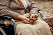 Close up of senior lady on wheelchair with chestnuts in her hands