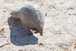 Lucky sighting of a Wild Pangolin seen in the wild in Hwange National Park, Zimbabwe