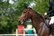 © acceptfoto - Sport horse portrait during dressage competition