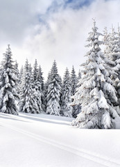 Wall Mural - winter landscape of mountains with path with footprints in snow following in fir forest and glade. c
