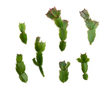 Leaves Cactuses (Schlumbergera Truncata, Common Names: Christmas Cactus, Thanksgiving Cactus) On A White Background. Top View, Flat Lay