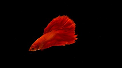 Wall Mural - Red orange siamese fighting fish with half moon tail swimming in front of isolated black background.