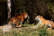 Sibirische Tiger (Panthera tigris altaica) oder Amurtiger, Paar