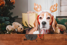 Beautiful Beagle Dog Posing As A Reindeer Sits Near A Christmas Tree