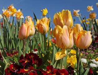 Poster - Tulipes jaune saumon dans un massif