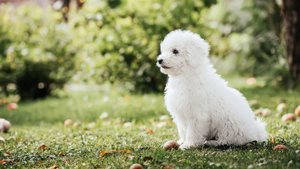  Hungarian puli puppy