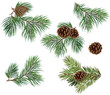 Vector collection branches of Christmas tree with pine cone