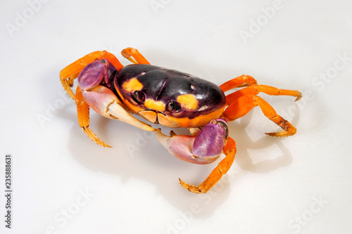 Halloweenkrabbe Gecarcinus Lateralis Blackback Land Crab Buy This Stock Photo And Explore Similar Images At Adobe Stock Adobe Stock Halloweenkrabbe Gecarcinus Lateralis Blackback Land Crab Buy This Stock Photo And Explore Similar Images At Adobe Stock Adobe Stock