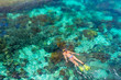 © soft_light - woman in swimsuit snorkeling in clear tropical sea above coral reef