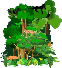 Wall Mural - Jungle vector wirh animals scene, wildlife theme, wolf, leopard