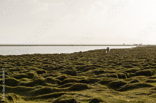 Fotografía Song Kul lake in Kyrgyzstan in the magic evening light