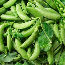 Freshly Picked Organic Sugar Snap Peas Closeup.