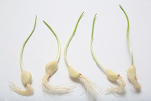 Sprout Garlic Image