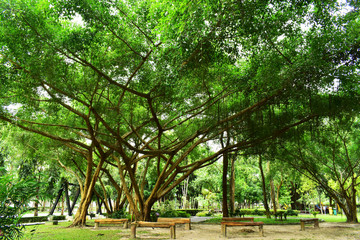 Giant and Hight Tree in the Garden