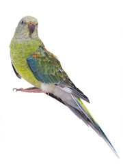 Sticker - parrot female (haematonotus psephotus) isolated