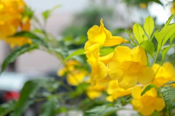 Wall Mural - Silver trumpet tree and yellow flower bouquet.